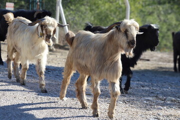Fototapeta premium black male goats on the way to grazing field