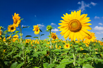 Close-up of yellow sunflowers with a blue sky background.
