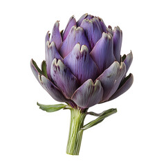 Studio shot of a single, fresh artichoke with vibrant purple and green hues, isolated on a transparent background