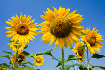 Close-up of yellow sunflowers with a blue sky background.