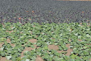 a field with red and white cabbage plants 