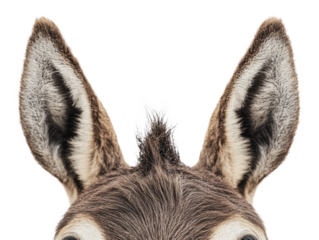 Donkey ears with a cute tuft on the head, cut out - stock png.