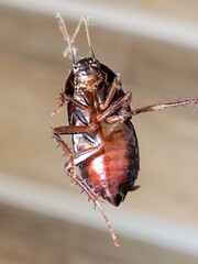 Cockroach Antennae and Belly Close-up