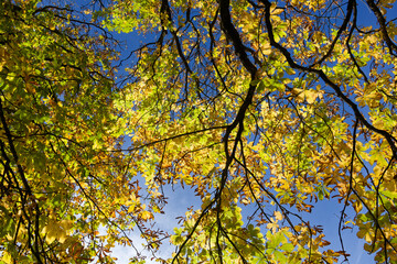 Autumn leaves on branches against blue sky, Europe