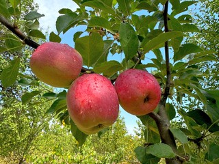 Apples fruits ripe red juicy on tree in apple orchard