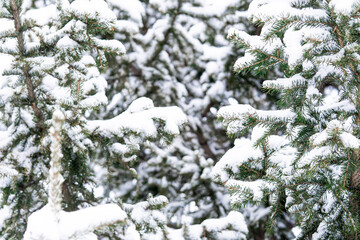 Snow-covered pine branches create a wintery forest scene. 
