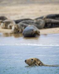 seal on the beach