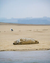 seal on the beach
