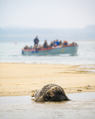 Seal on the beach