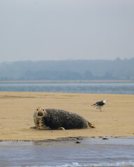 seal on the beach