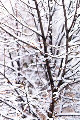 Snow-covered branches of a tree in a winter landscape. 