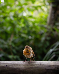 robin on a branch