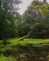 tree in the woods