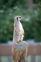 Meerkat on lookout