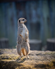 meerkat on the lookout