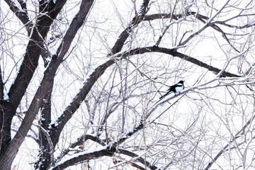 Magpie perched on a snow-covered tree branch.