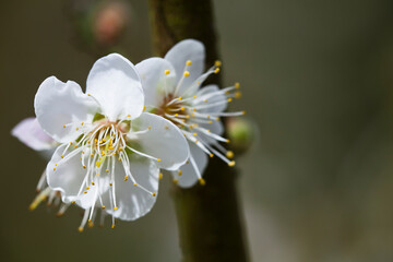 Close-up white plum blossoms blooming with blurred background.