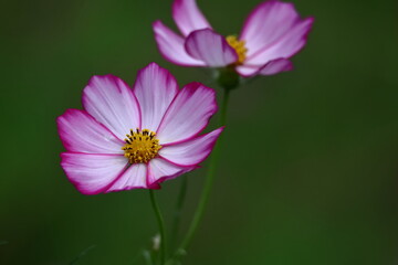 Fototapeta premium 秋風に揺れて咲く