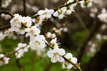 Close-up white plum blossoms blooming with blurred background.