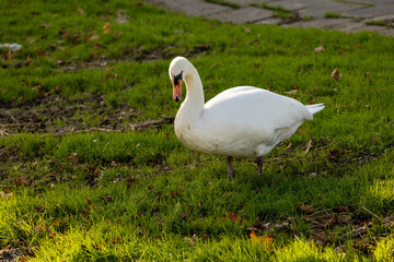 white swan on the grass © Casper