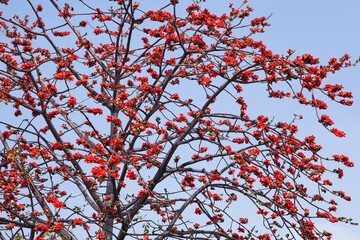 View of Bombax Ceiba flowers with the blue sky background.