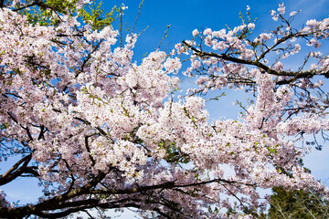 Beautiful cherry blossoms bloom in the Alishan Forest Recreation Area in Chiayi, Taiwan.