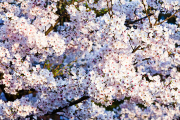 Beautiful cherry blossoms bloom in the Alishan Forest Recreation Area in Chiayi, Taiwan.