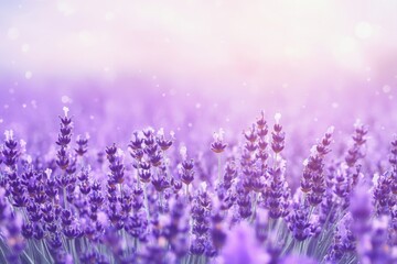 Fototapeta premium Lavender fields bloom under soft sunlight during a serene morning in the countryside