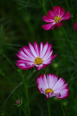 Obraz premium 秋風に揺れて咲く