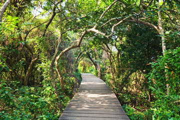 Obraz premium View of the boardwalk paths through the forest of mountains, This is Tzaishan(Shoushan) National Nature Park in Kaohsiung, Taiwan.