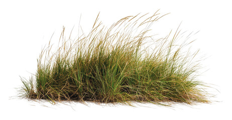 Lush green grass clump in natural light, cut out - stock png.