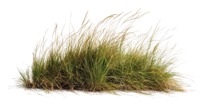 Lush green grass clump in natural light, cut out - stock png.