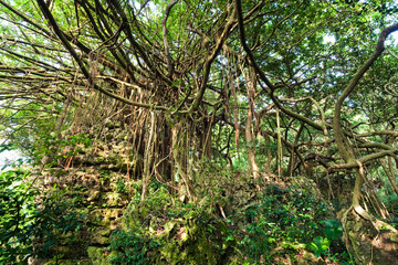 View of lush banyan trees growing in Tzaishan(Shoushan) National Nature Park in Kaohsiung, Taiwan.