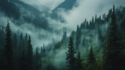 wilderness 