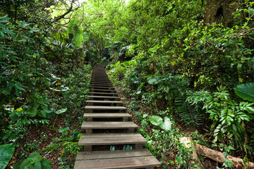 Obraz premium View of the boardwalk paths through the forest of mountains, This is Tzaishan(Shoushan) National Nature Park in Kaohsiung, Taiwan.