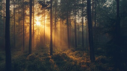 Fototapeta premium wilderness