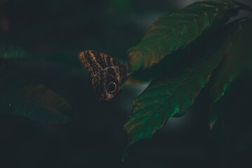 Morpho butterfly in tropical plants