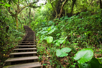 Obraz premium View of the boardwalk paths through the forest of mountains. This is Tzaishan(Shoushan) National Nature Park in Kaohsiung, Taiwan.