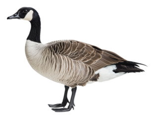 Canada goose standing with a graceful posture, cut out - stock png.
