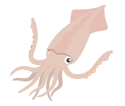 イカのイラスト