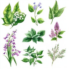 Lily of the valley