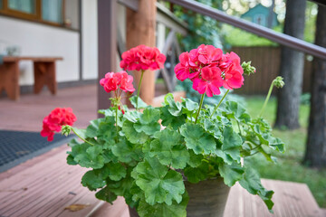 A bright red geranium blooms in a pot in the garden near the entrance to the house.