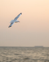 seagull in flight