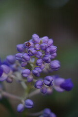 lila Bl&uuml;te, knospen sind geschlossen