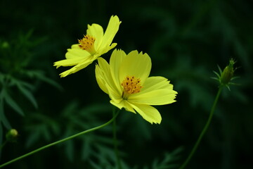 秋風に揺れて咲く