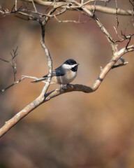 Black Capped Chickadee