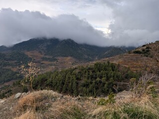 Mountain range troodos forest alpine forest foliage 