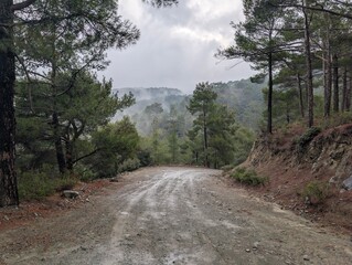 Mountain range troodos forest alpine forest foliage 