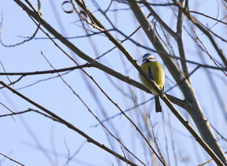 Blue tit on a tree, blue tit on a bare tree, tit on branches without leaves, leafless tree with a bird, blue sky and many bare branches