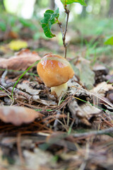 Suillus granulatus, known as the weeping bolete or the granulated bolete, wild edible mushroom